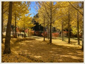 宇和島店　2025紅葉