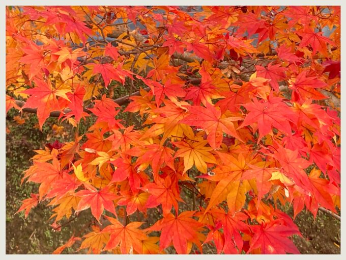 ２０２５紅葉