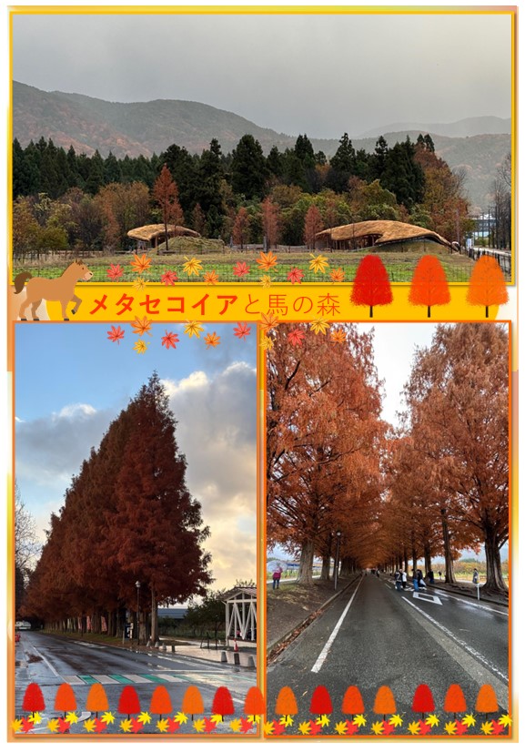 メタセコイア