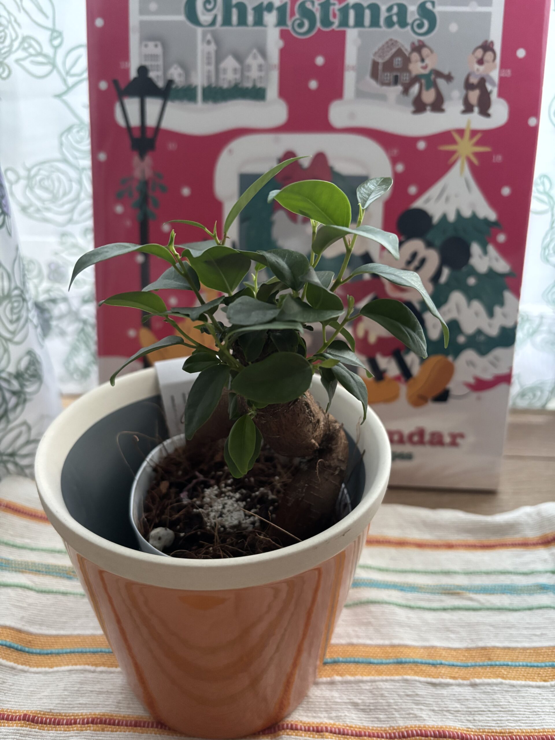 店舗ディスプレイ