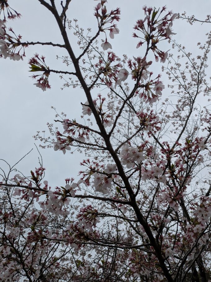 桜