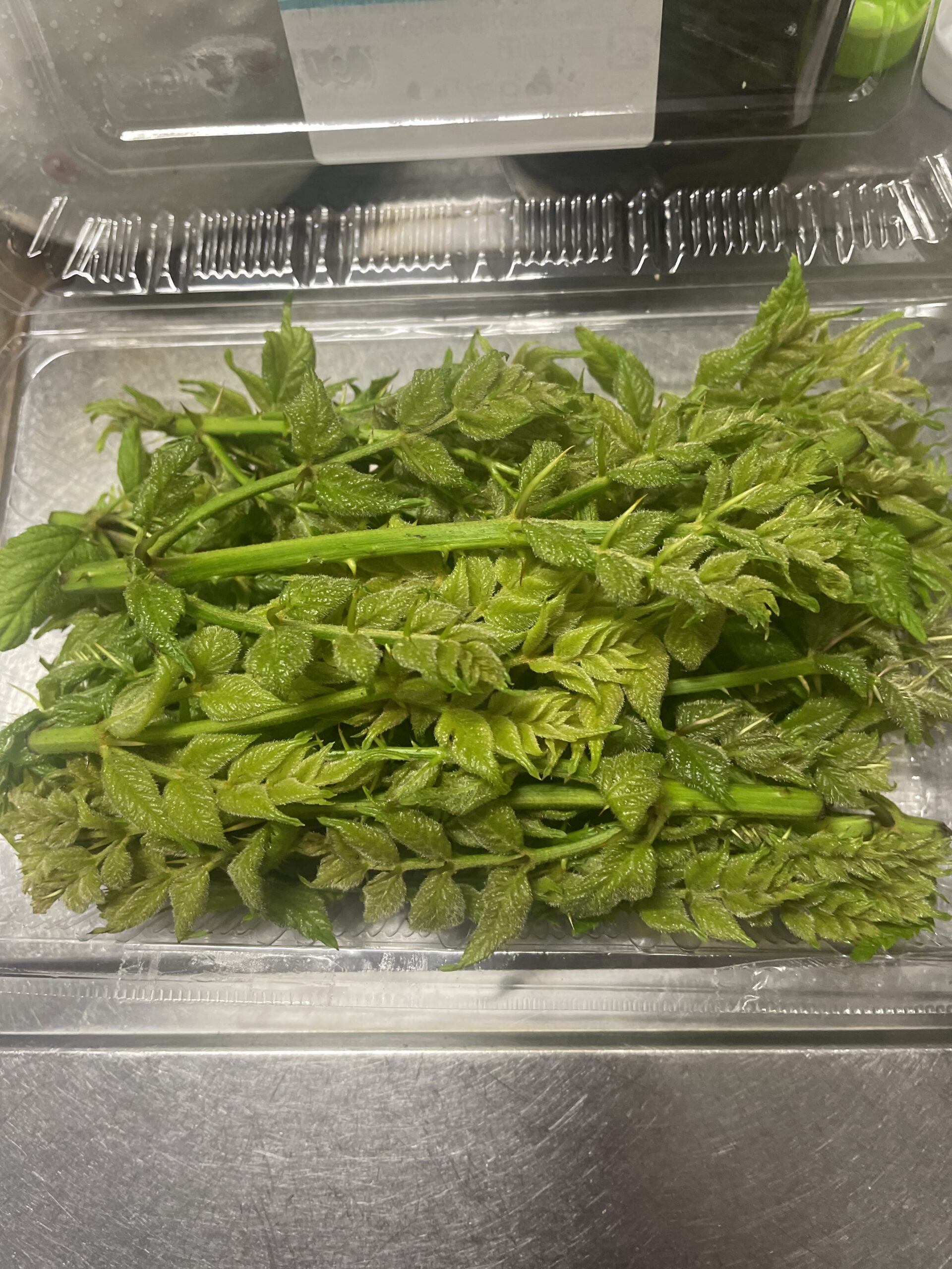 タラの芽