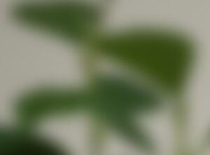 ガーデニング　観葉植物