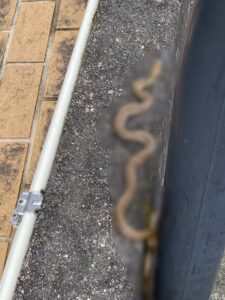 しまへび